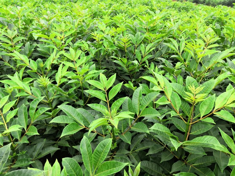 基地直供吴茱萸中药材苗中花吴茱萸艾子吴萸量大从优