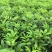 基地直供吴茱萸中药材苗中花吴茱萸艾子吴萸量大从优