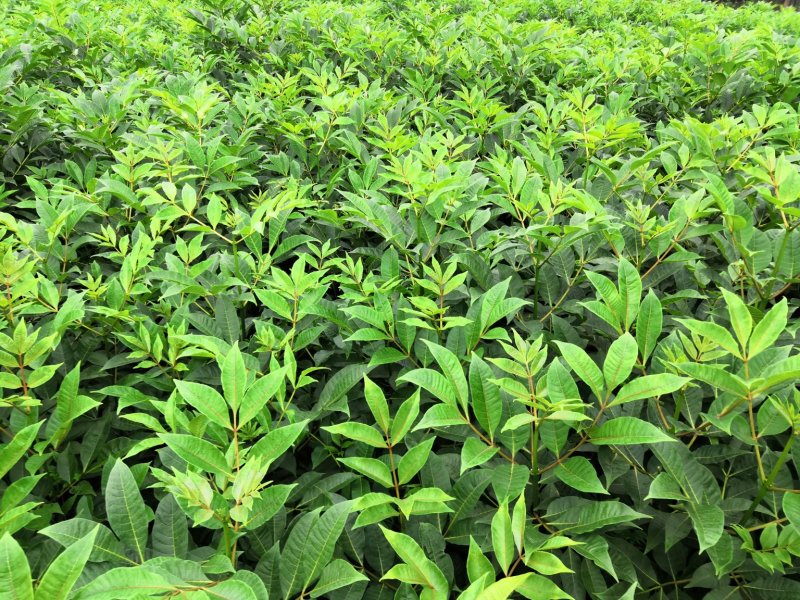 基地直供吴茱萸中药材苗中花吴茱萸艾子吴萸量大从优
