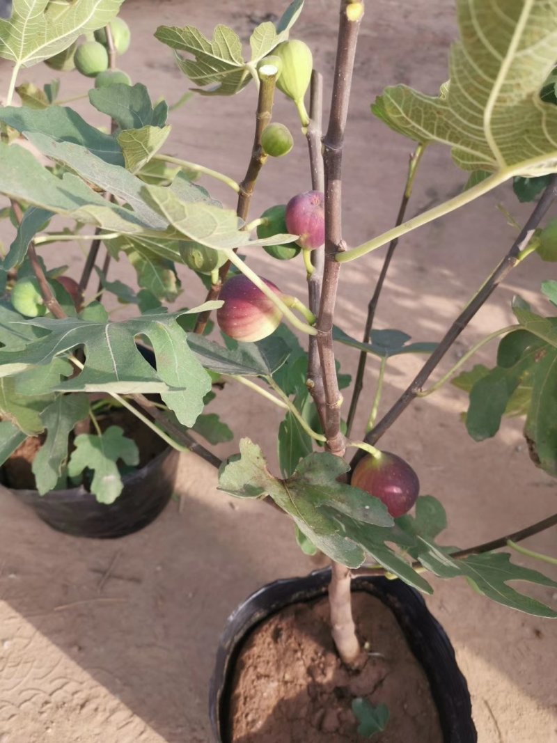 无花果苗波姬红芭劳奈金傲芬早黄品种保证