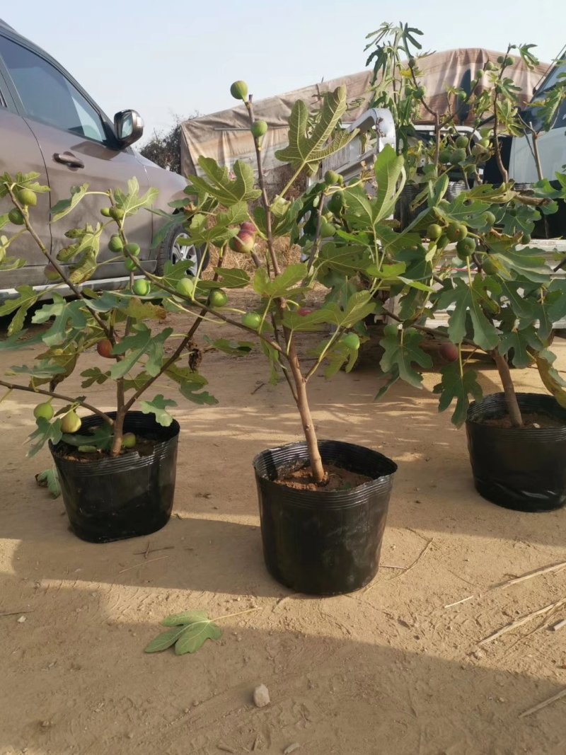 无花果苗波姬红芭劳奈金傲芬早黄品种保证