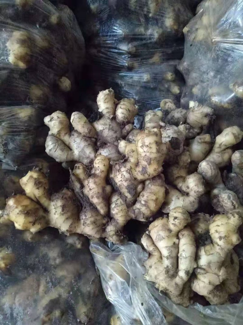 山东临沂市大姜常年大量供应，货源充足，全国发货