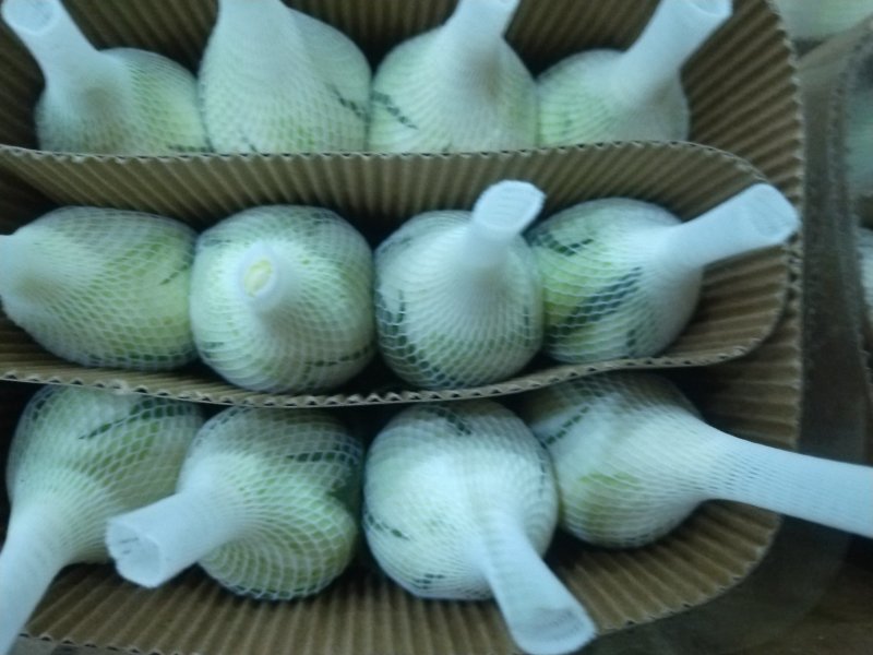 云南基地鲜花卉玫瑰鲜切花随机彩玫类