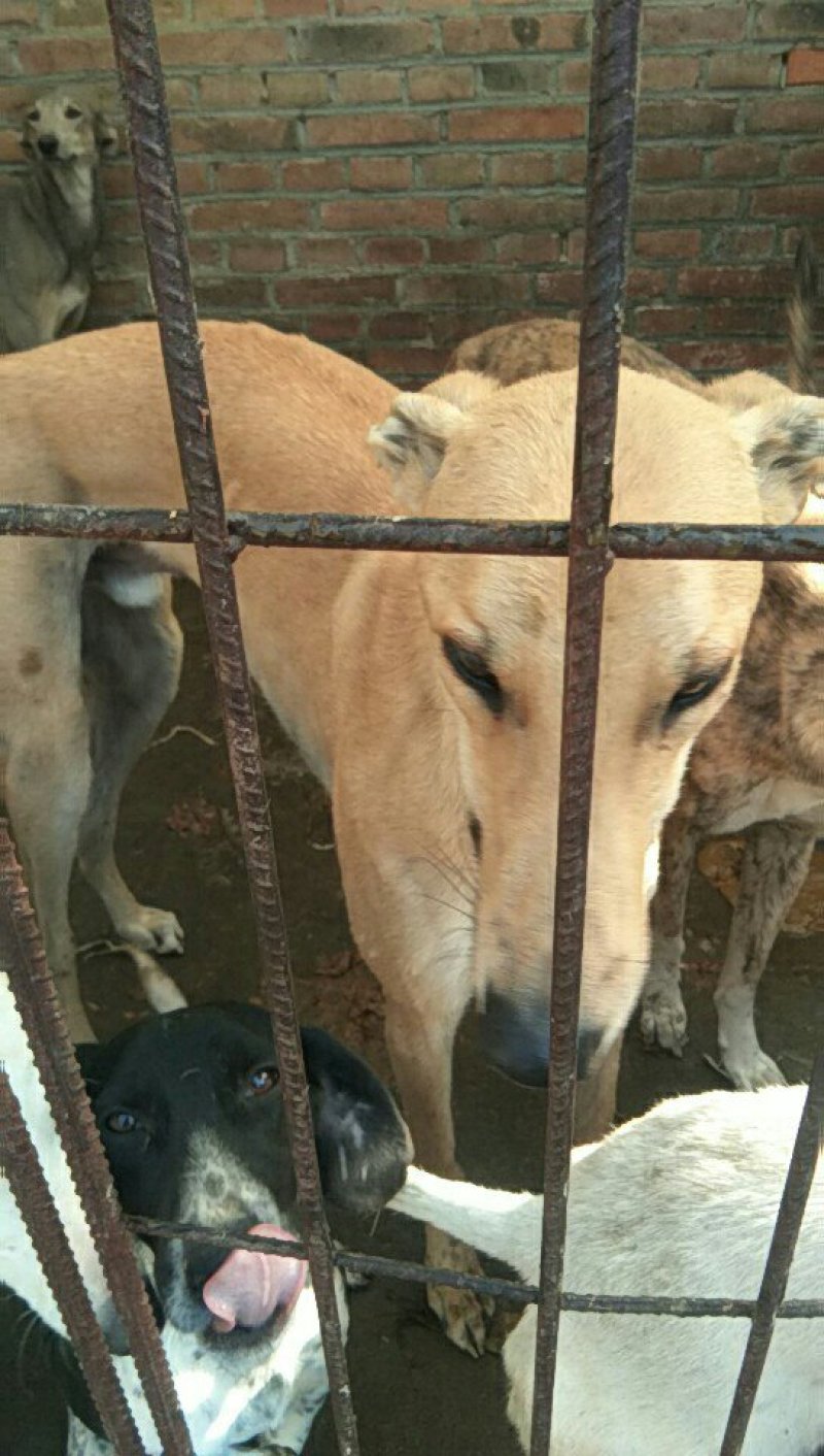 供应。猎犬。山东细狗。格力。比特。格会。价格低。全国发货