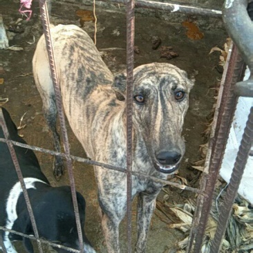 供应。猎犬。山东细狗。格力。比特。格会。价格低。全国发货
