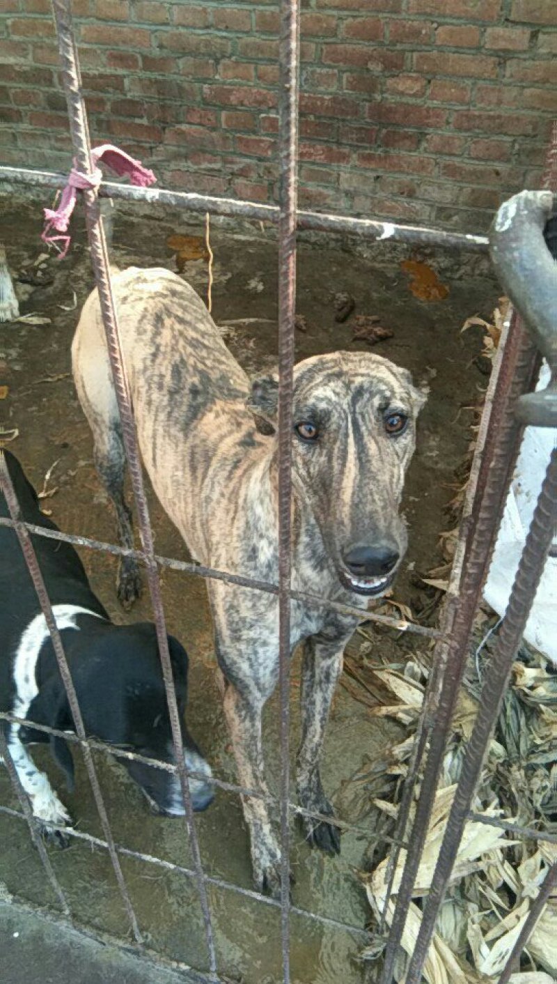 供应。猎犬。山东细狗。格力。比特。格会。价格低。全国发货