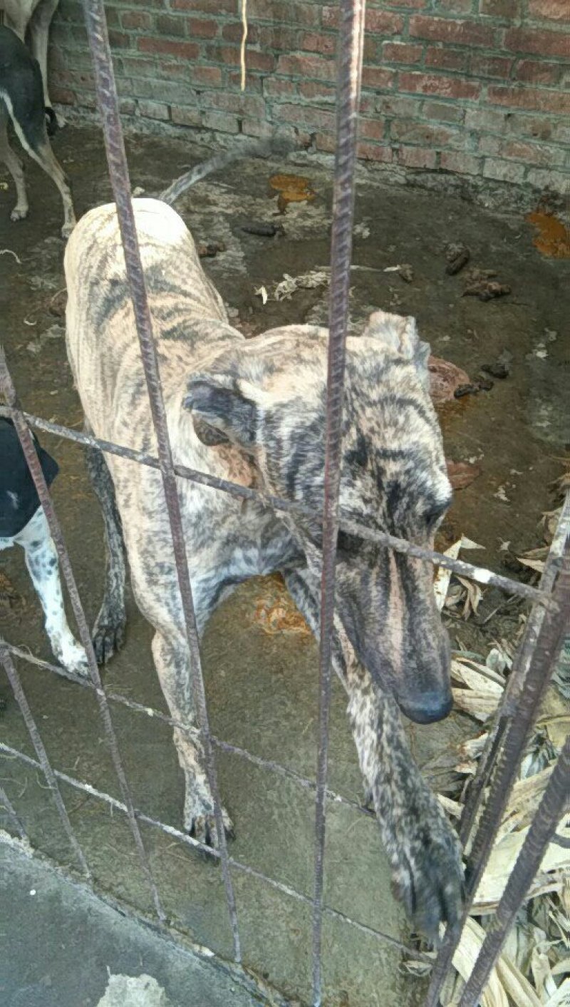 供应。猎犬。山东细狗。格力。比特。格会。价格低。全国发货