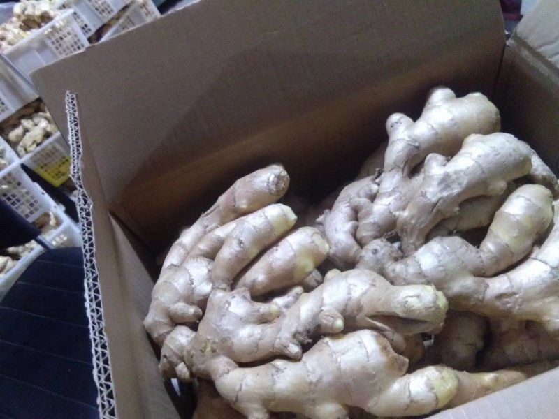 精品生姜，产地直销，货源充足