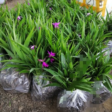 纯紫花三叉大白芨，白芨种苗，白芨苗，包教技术包成活。提供