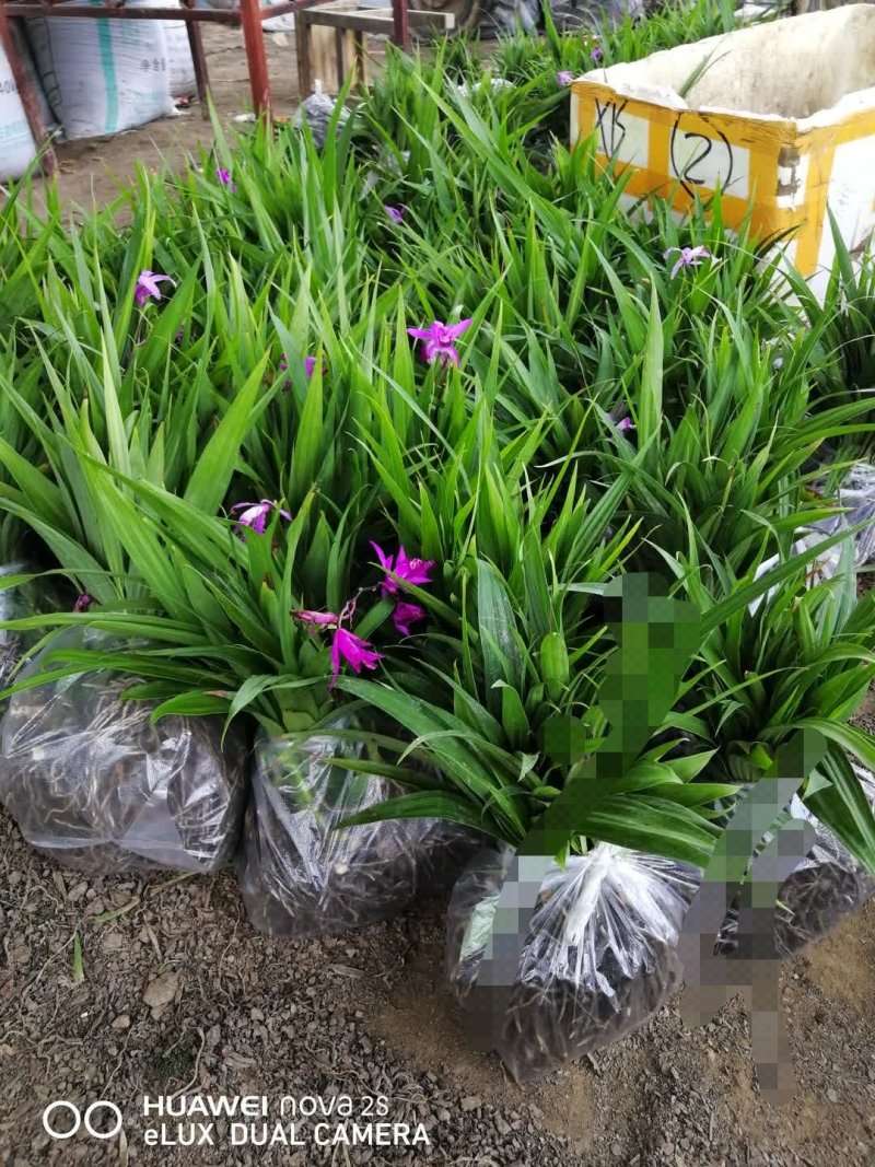 纯紫花三叉大白芨，白芨种苗，白芨苗，包教技术包成活。提供
