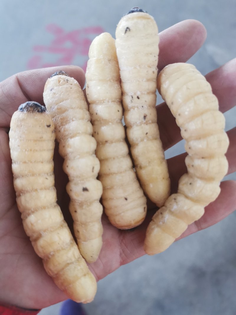 木虫，柴虫，哈虫，食用，统货，野生，高蛋白，高质量