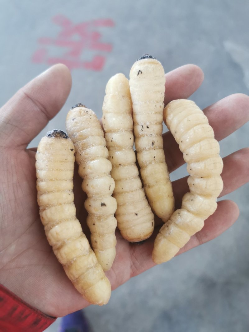 木虫，柴虫，哈虫，食用，统货，野生，高蛋白，高质量