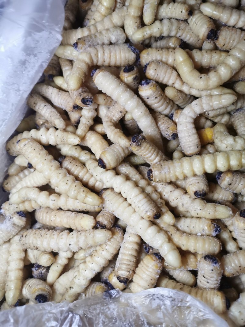 木虫，柴虫，哈虫，食用，统货，野生，高蛋白，高质量
