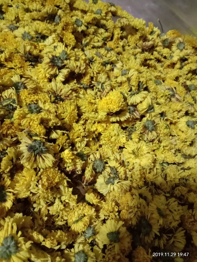 自家生产的菊花茶