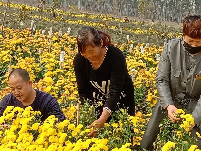 自家生产的菊花茶