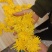 自家生产的菊花茶
