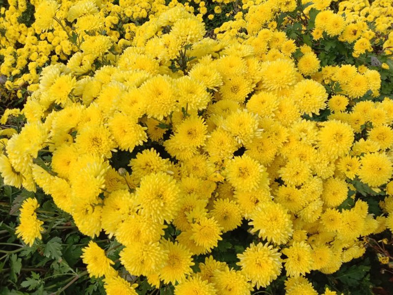 自家生产的菊花茶