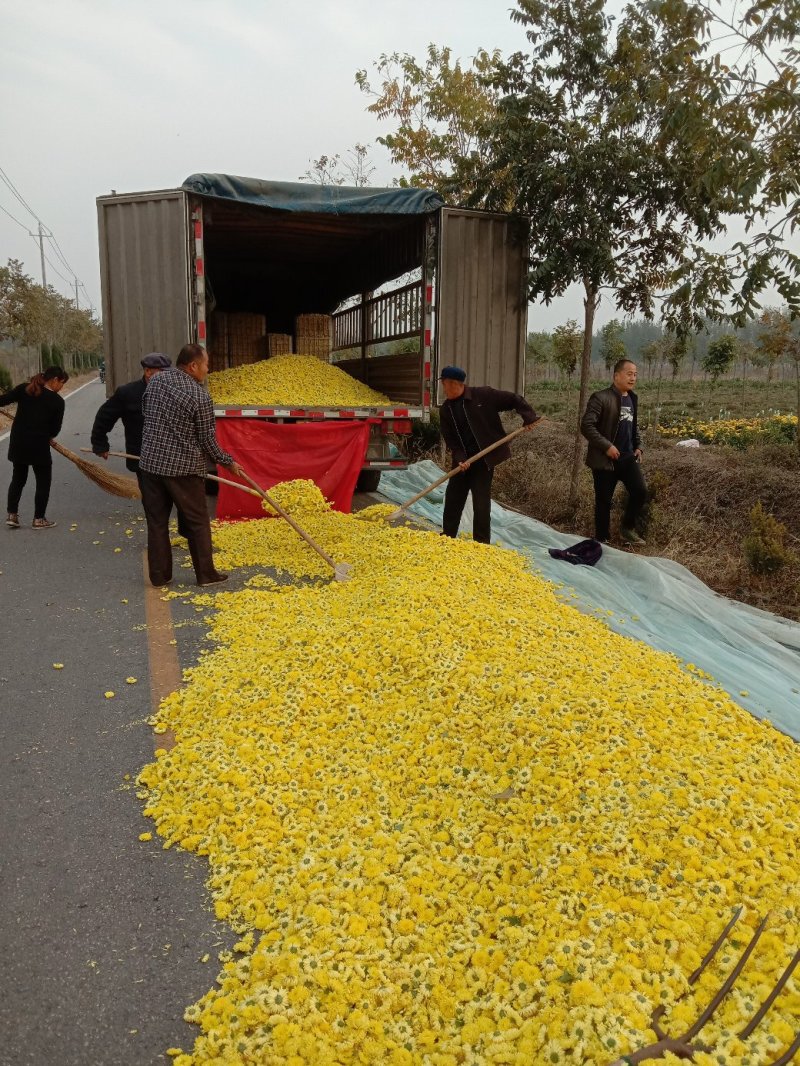自家生产的菊花茶