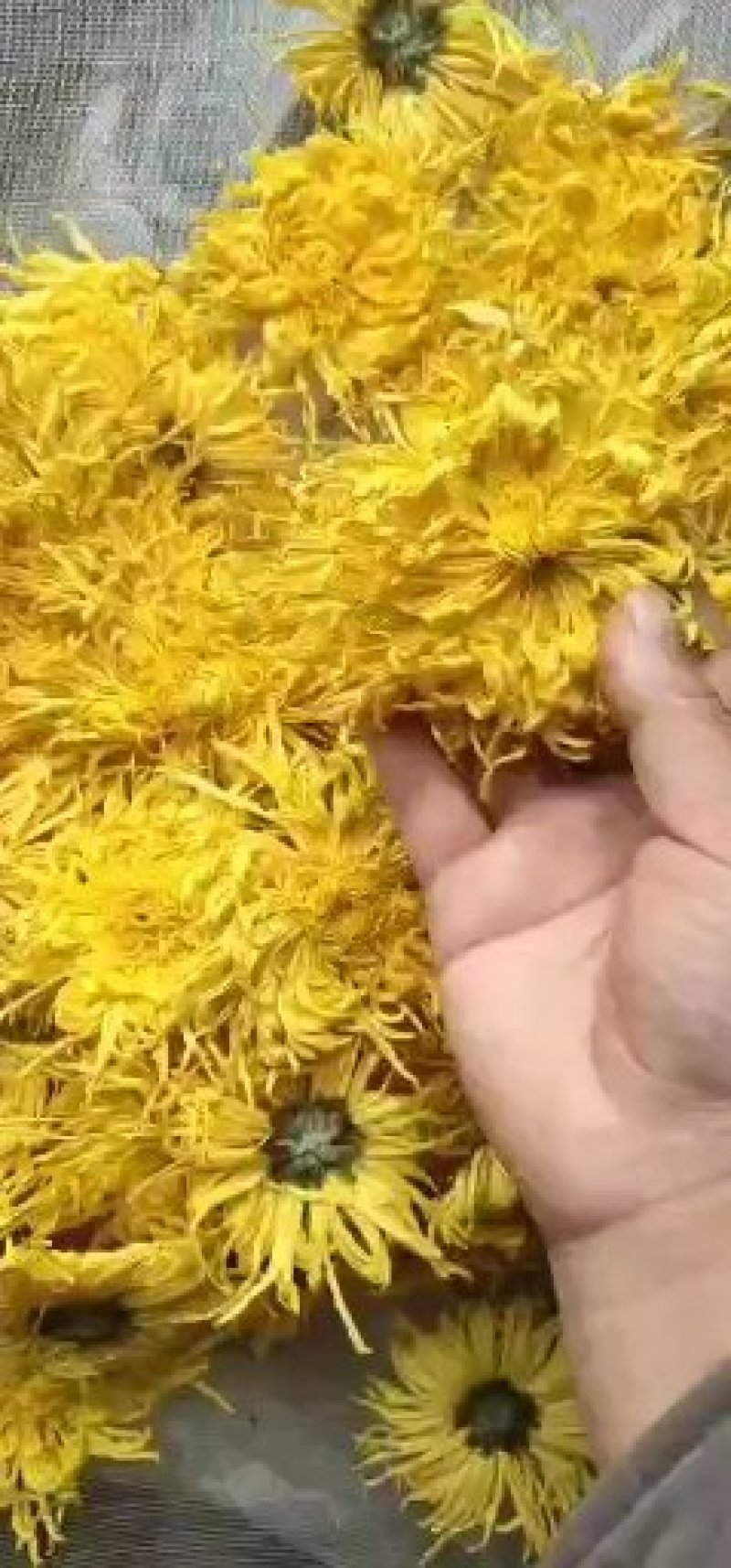 自家生产的菊花茶