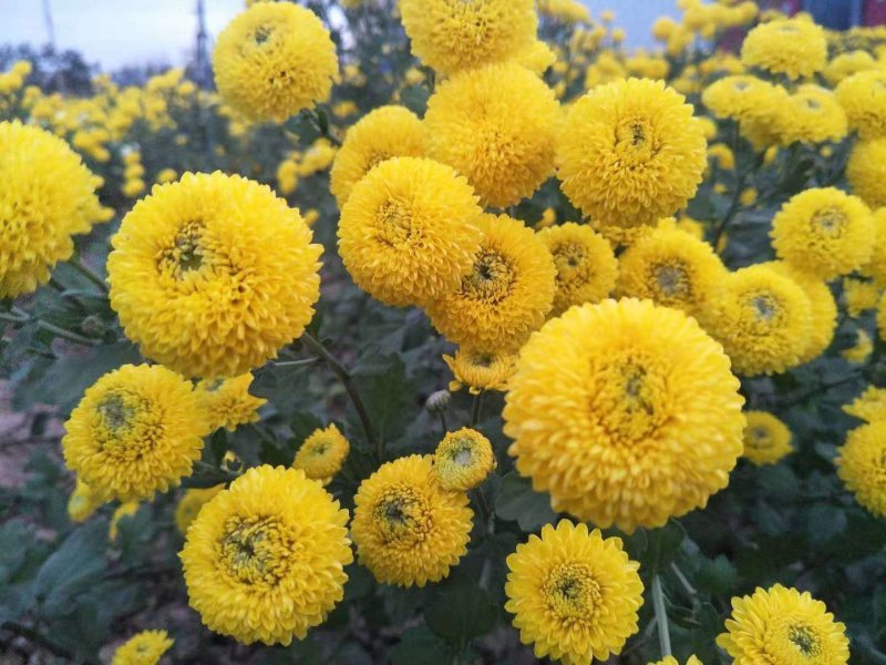 自家生产的菊花茶