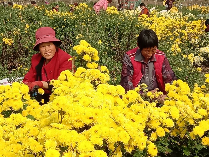 自家生产的菊花茶