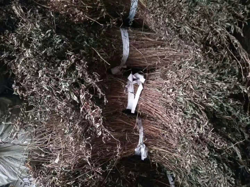溪黄草【包邮】三斤起发货可批量可零售量大从优