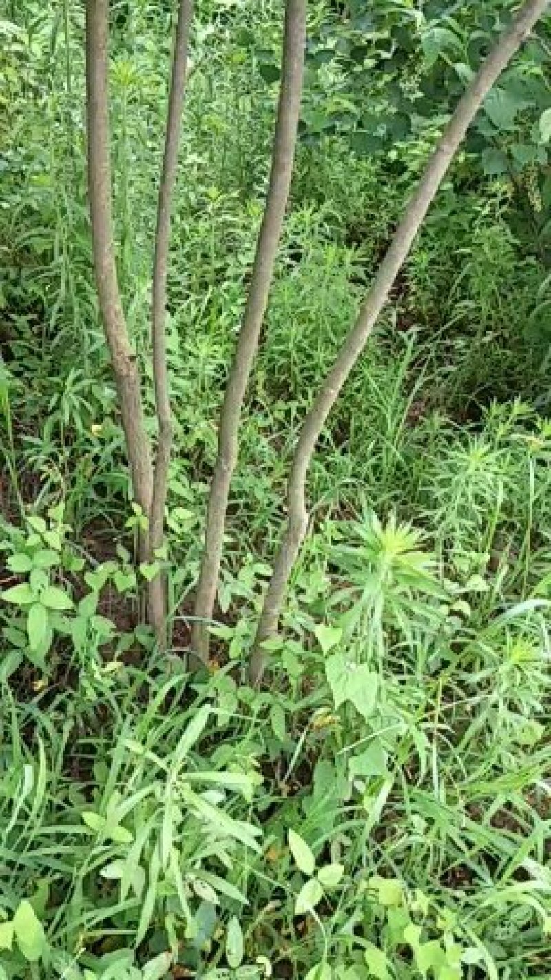 河南乌桕树，潢川乌桕苗圃场直销，数量多，品种全。