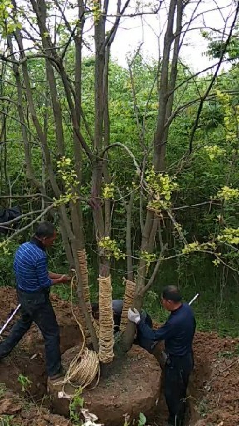 河南乌桕树，潢川乌桕苗圃场直销，数量多，品种全。