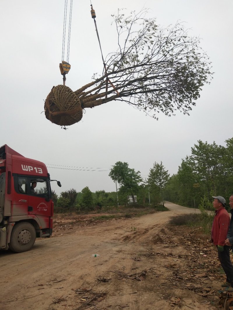河南乌桕树，潢川乌桕苗圃场直销，数量多，品种全。