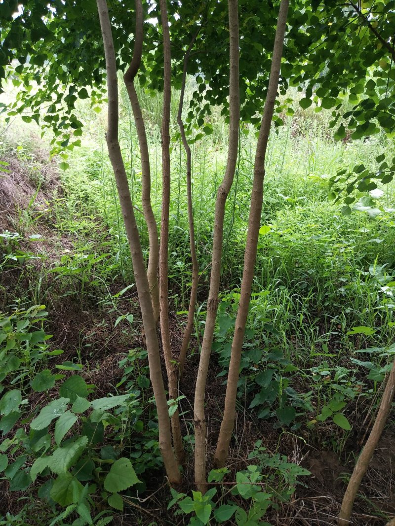 河南乌桕树，潢川乌桕苗圃场直销，数量多，品种全。