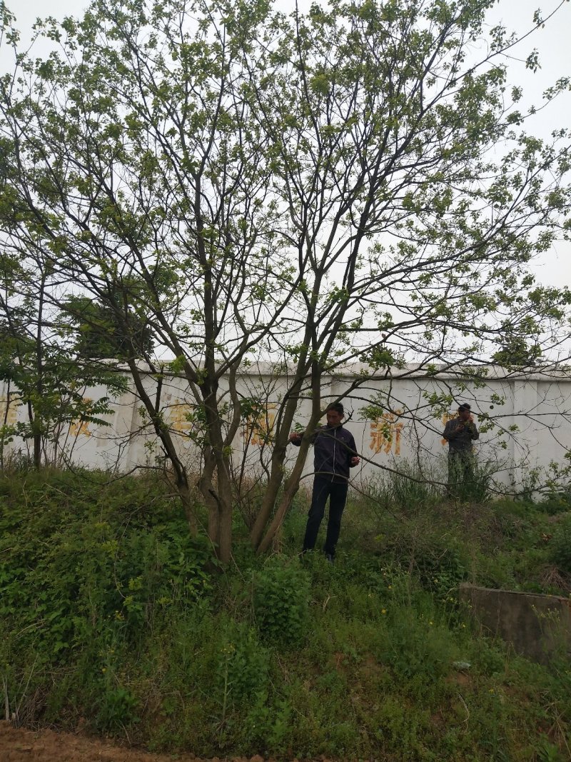 河南乌桕树，潢川乌桕苗圃场直销，数量多，品种全。