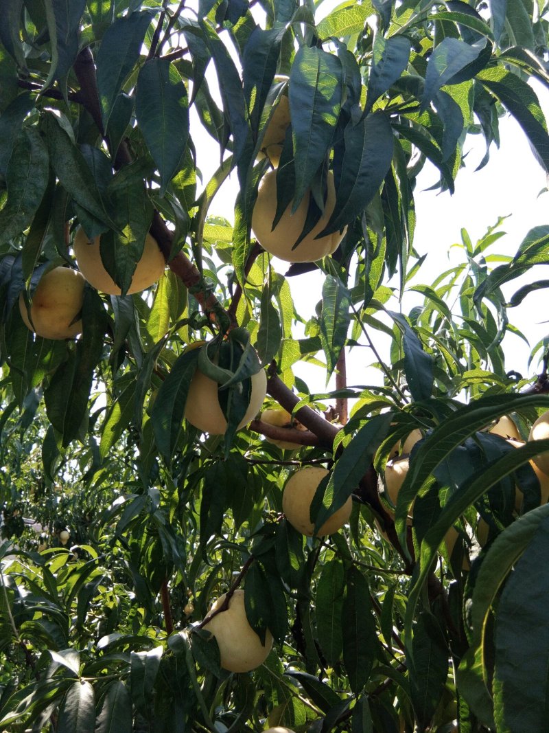 1公分的桃树2公分毛桃树3公分桃树4公分桃树