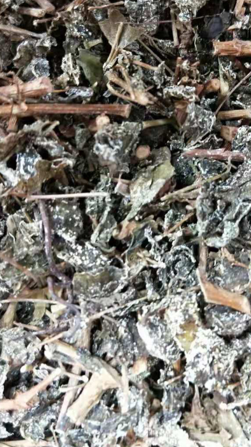 溪黄茶【包邮】三斤起发货可批量可零售量大从优