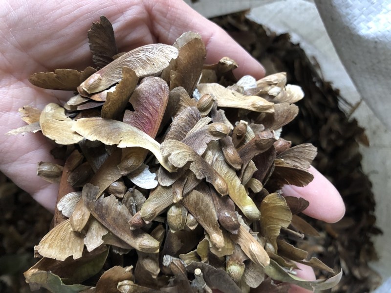 红翅槭种子，槭树种子，彩叶树种子，货源充足，，欢迎咨询