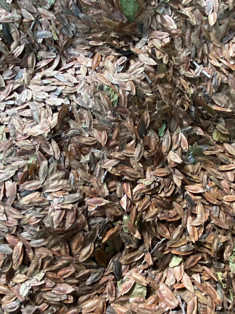 杜仲种子，药材杜仲种子，杜仲树种子，新上市杜仲