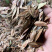 杜仲种子，药材杜仲种子，杜仲树种子，新上市杜仲