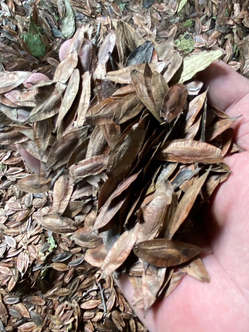 杜仲种子，药材杜仲种子，杜仲树种子，新上市杜仲