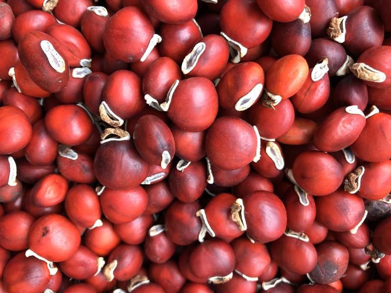 鄂西红豆种子，花梨木种子，鄂西红豆种子新货