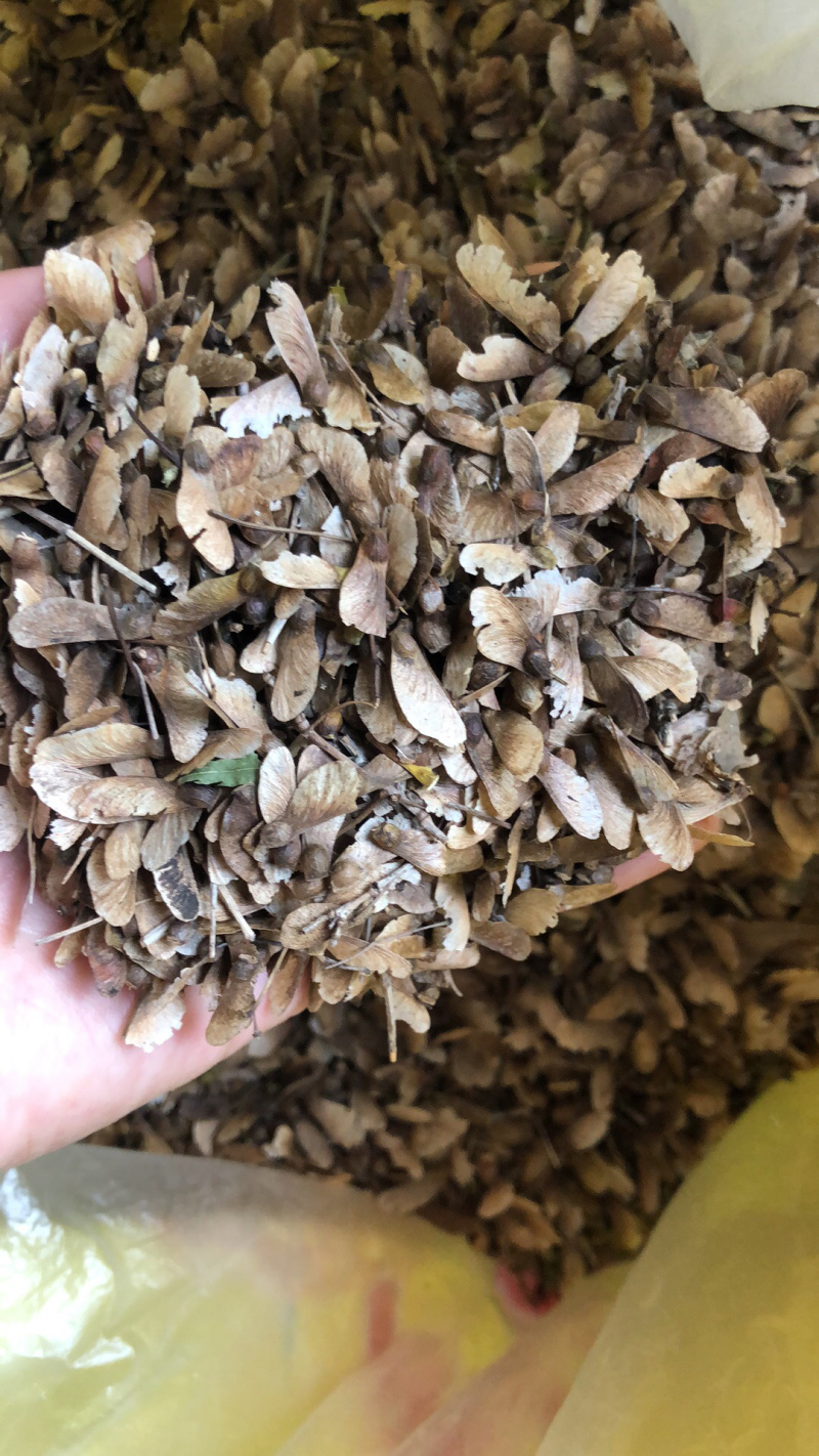 鸡爪槭种子，槭树种子，七角枫种子，彩叶树种子