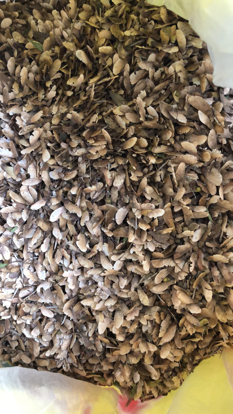 鸡爪槭种子，槭树种子，七角枫种子，彩叶树种子
