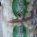 精品清水马蹄去皮白马蹄荸荠