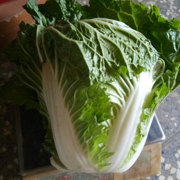 白菜大白菜优质冷库大白菜