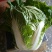 白菜大白菜优质冷库大白菜
