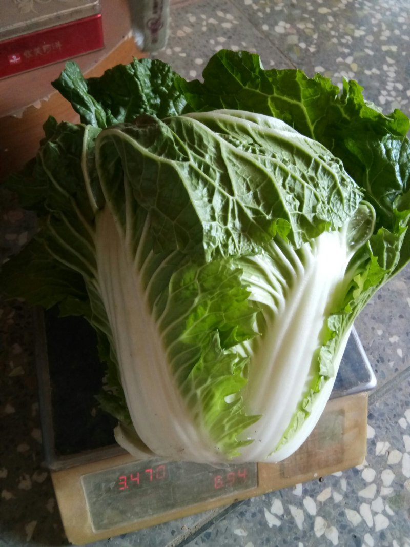 白菜大白菜优质冷库大白菜