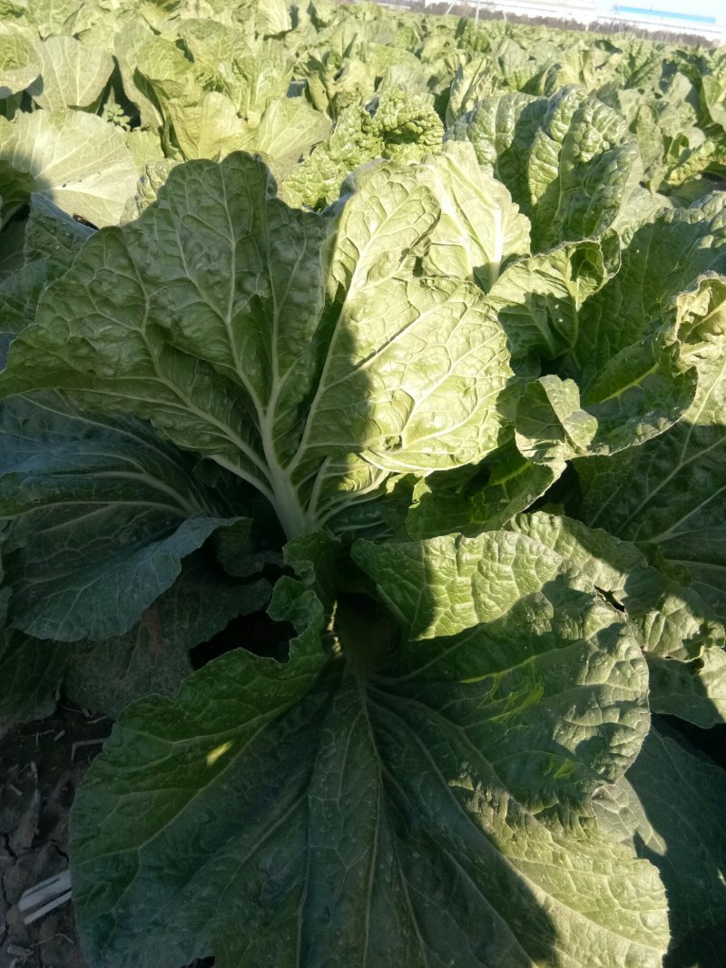 白菜大白菜优质冷库大白菜