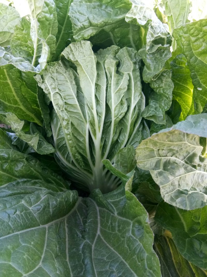 白菜大白菜优质冷库大白菜