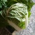 白菜大白菜优质冷库大白菜