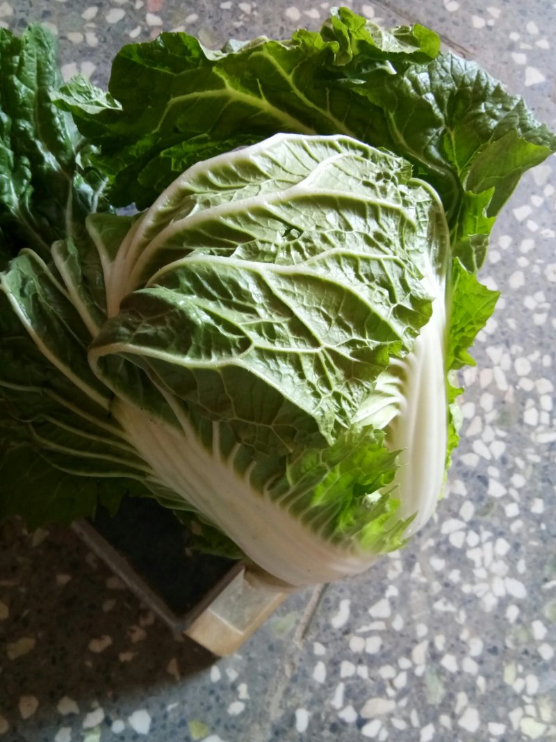白菜大白菜优质冷库大白菜
