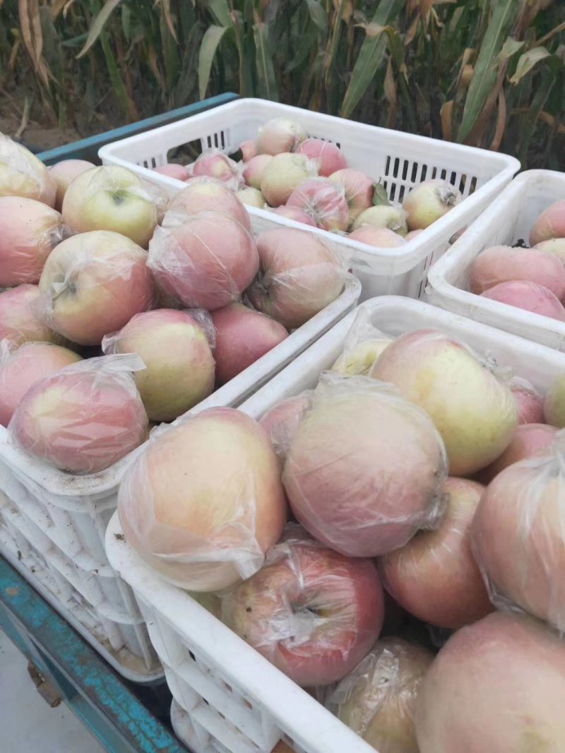冰糖心红富士苹果脆甜《片红条红全红》