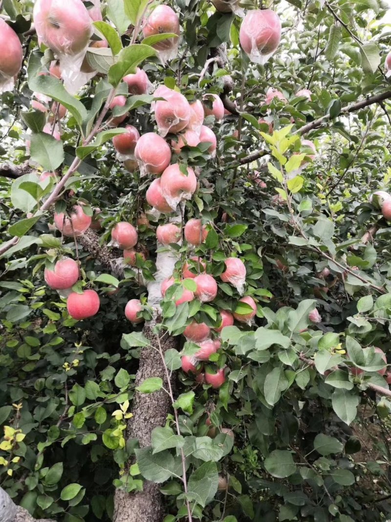 冰糖心红富士苹果脆甜《片红条红全红》